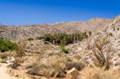 Oasis de Palm Bowl Grove à Mountain Palm Springs, Anza Borrego State Park