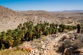 La grande oasis de Palm Bowl Grove au milieu du désert californien d'Anza Borrego à Mountain Palm Springs