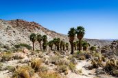 Palmiers d'une oasis sur le sentier de Mountains Palm Springs, Anza Borrego