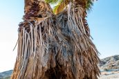 Petit tonneau caché entre deux palmiers à Seventeen Palms, Anza Borrego
