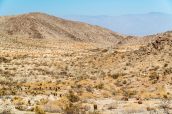 Route passant au milieu du paysage désertique d'Anza Borrego au niveau de Yaqui Pass