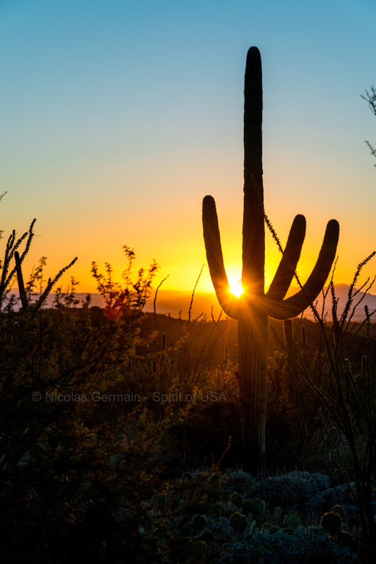 Un saguaro au coucher du soleil dans Saguaro National Park, partie Est