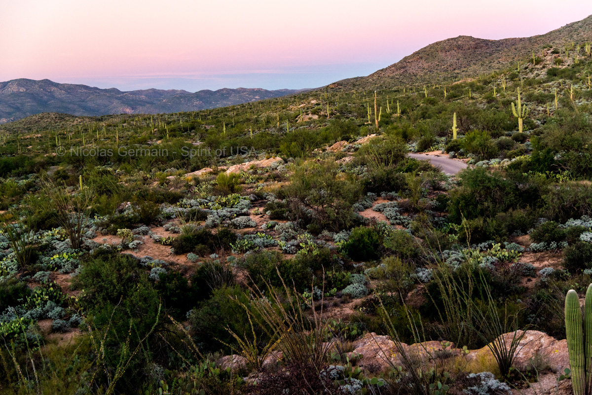 Cactus Forest Drive en fin de coucher de soleil, Saguaro East