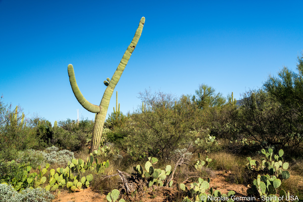 Un saguaro à l'allure étonnante, Saguaro East