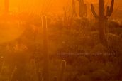 Saguaros au coucher du soleil, Saguaro East