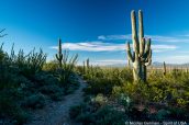 Ocotillos et saguaros le long de Gould Mine Trail, Saguaro West