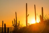Saguaros au coucher du soleil