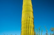 Un saguaro ressemblant à un gros cornichon, Saguaro West