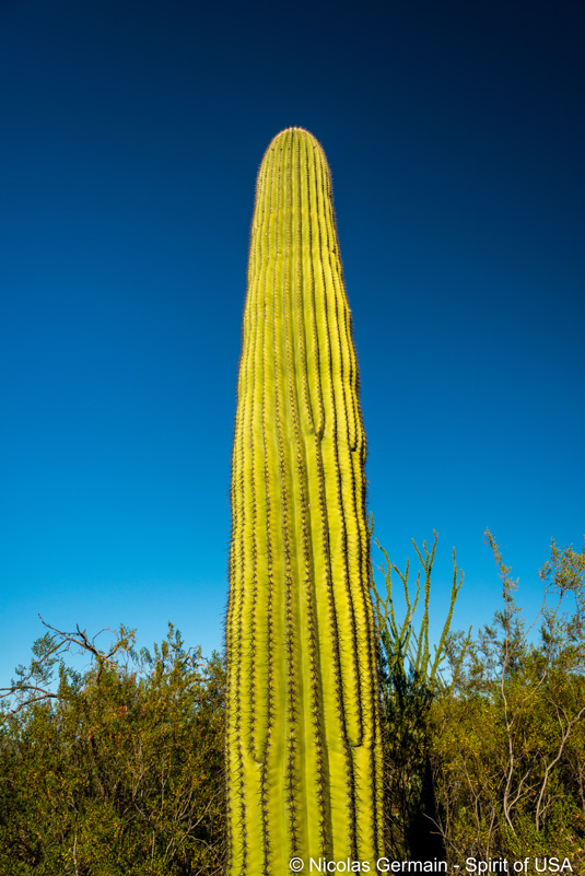 Un saguaro ressemblant à un gros cornichon, Saguaro West