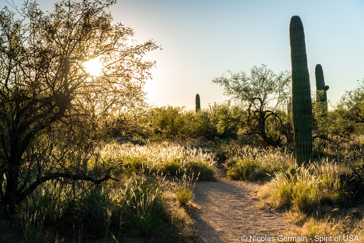 Squeeze Pen Trail en fin d'après-midi, Saguaro East