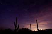 Saguaros sous les étoiles près de Saguaro West