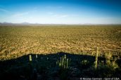 Panorama et saguaros à perte de vue au bout de Valley View Overlook Trail, Saguaro West