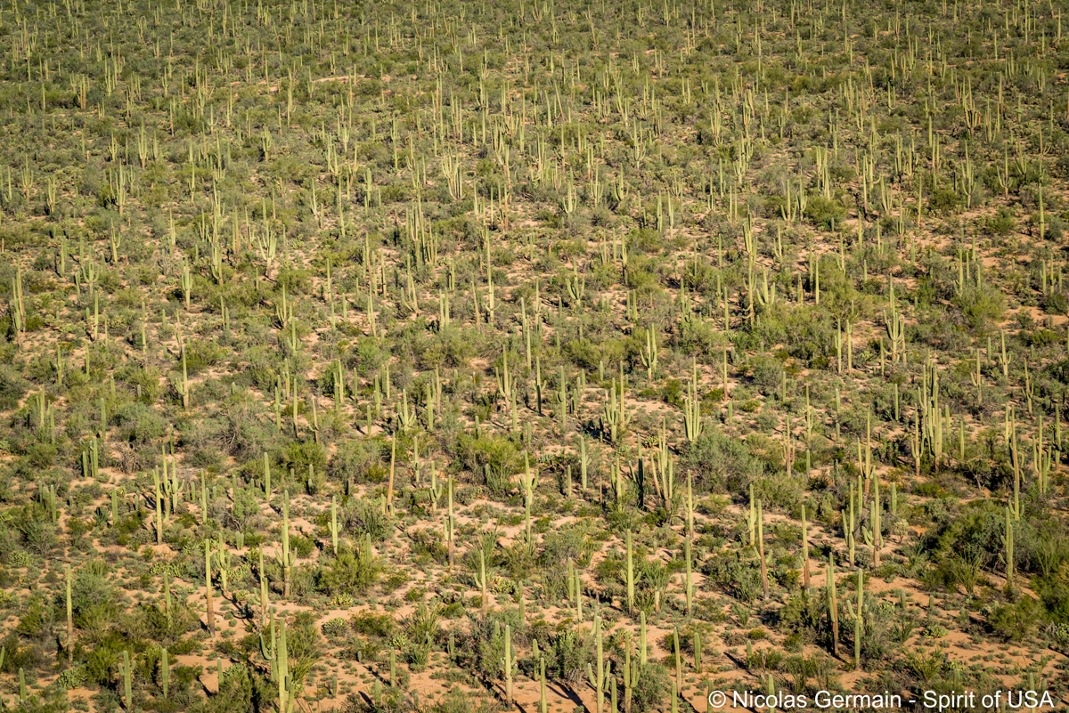 Forêt de cactus, Saguaro West
