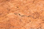 Un petit serpent vu lors de la descente vers le wash en direction de Top Rock, White Domes