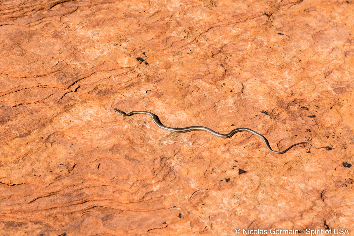 Un petit serpent (une couleuvre il me semble) sur une section de slickrock vers White Domes