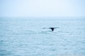 Une baleine à bosse plonge dans Holkham Bay près de Juneau, Alaska