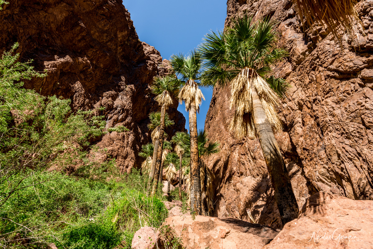 Palmiers de Californie à Palm Canyon, Kofa National Wildlife Refuge