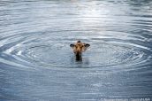 Un orignal en train de nager pour regagner la rive, Denali National Park