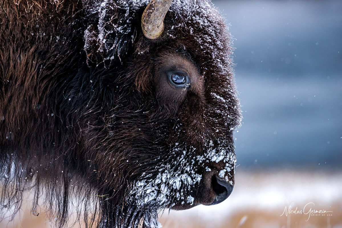 Un bison avançant lentement dans la neige le long de Madison River, Yellowstone National Park