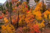 En octobre, les arbres se parent de belles couleurs automnales dans la partie sud de West Rim Trail, Zion National Park