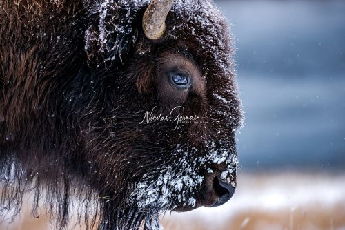 Bison à Yellowstone - Nicolas Germain, Spirit of USA