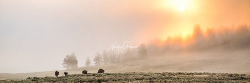 L'aube des bisons, Yellowstone - Nicolas Germain, Spirit of USA