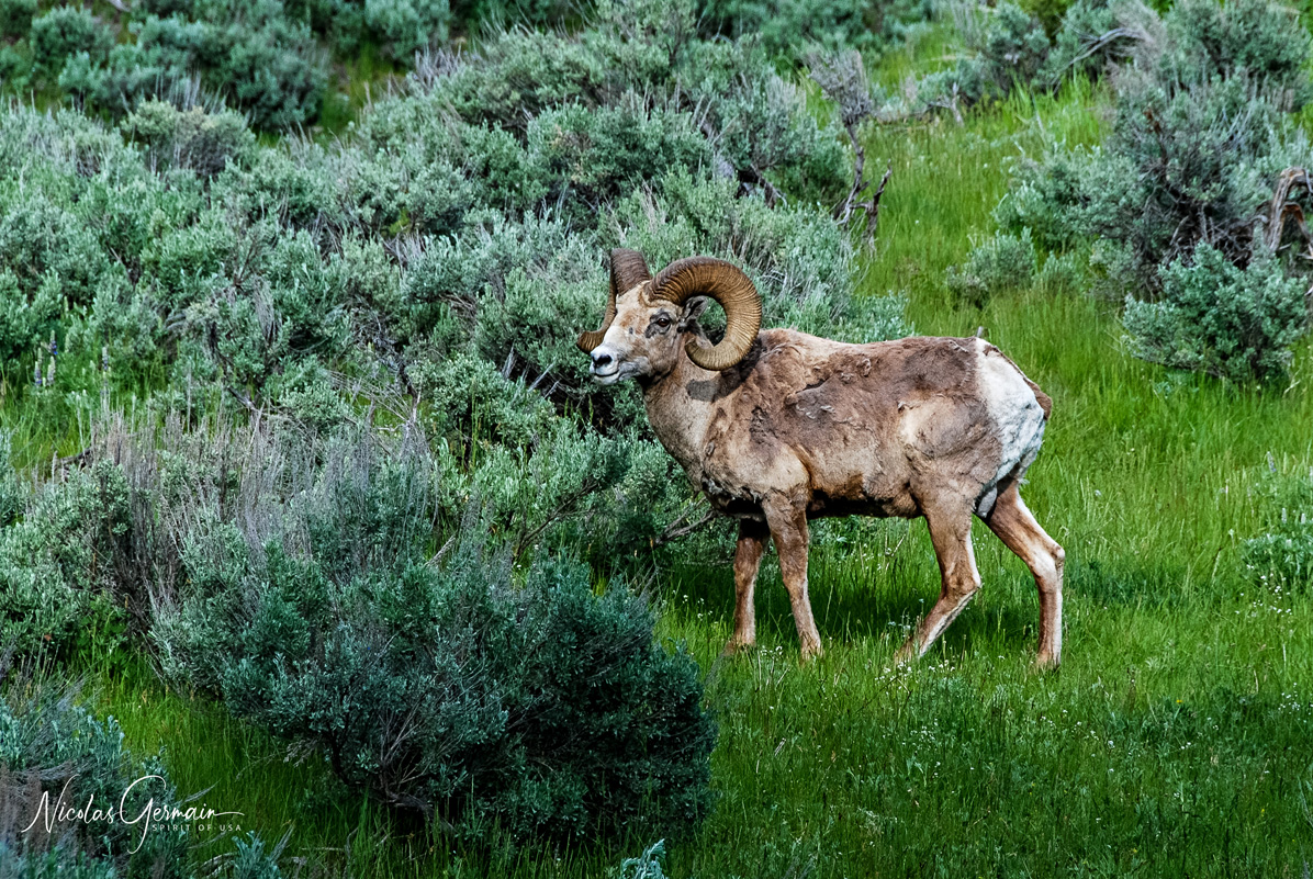 Bighorn sheep (mouflon d'Amérique du Nord) - Yellowstone National Park