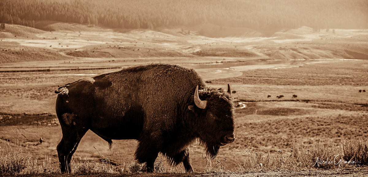 Bison dominant Hayden Valley - Yellowstone National Park