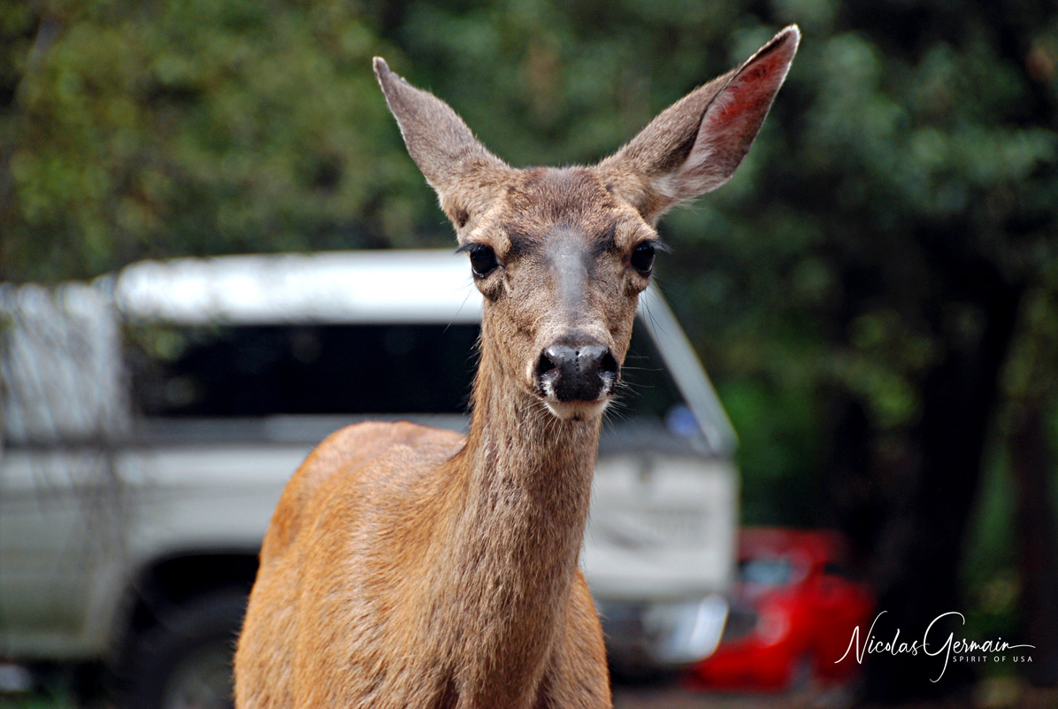 Une femme cerf-mulet - Yellowstone National Park