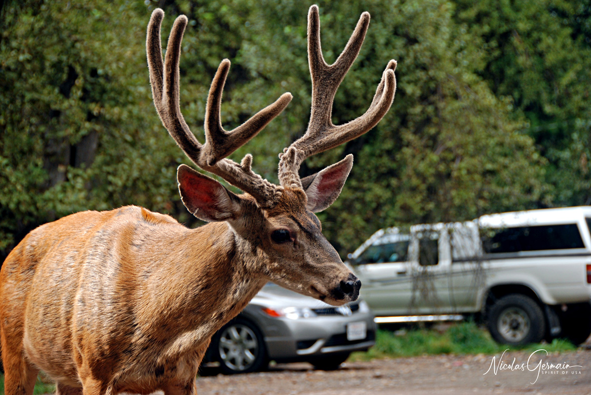 Un cerf-mulet mâle - Yellowstone National Park
