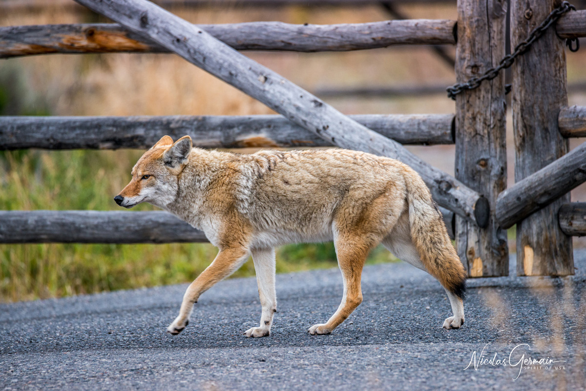 Coyote près de Tower-Roosevelt - Yellowstone National Park