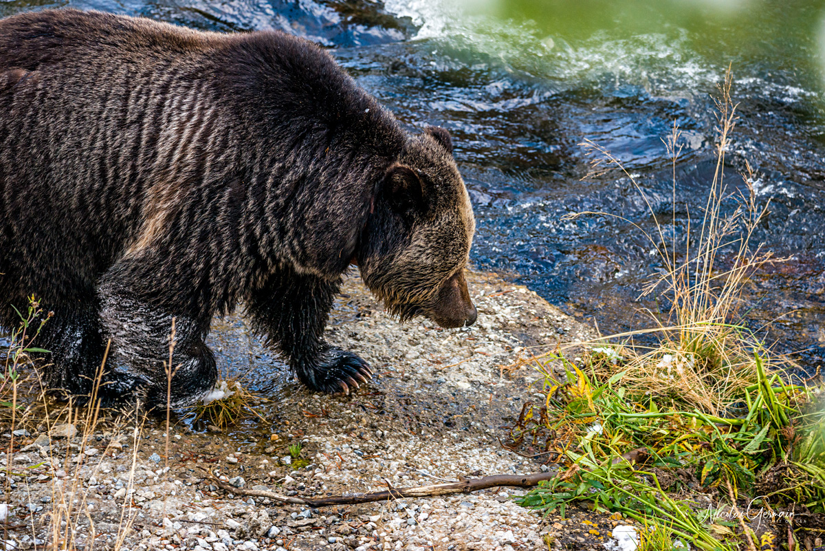 Grizzly à Madison River - Yellowstone National Park