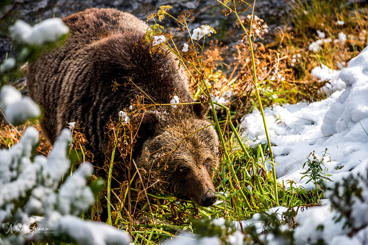 Grizzly le long de Madison River - Yellowstone National Park