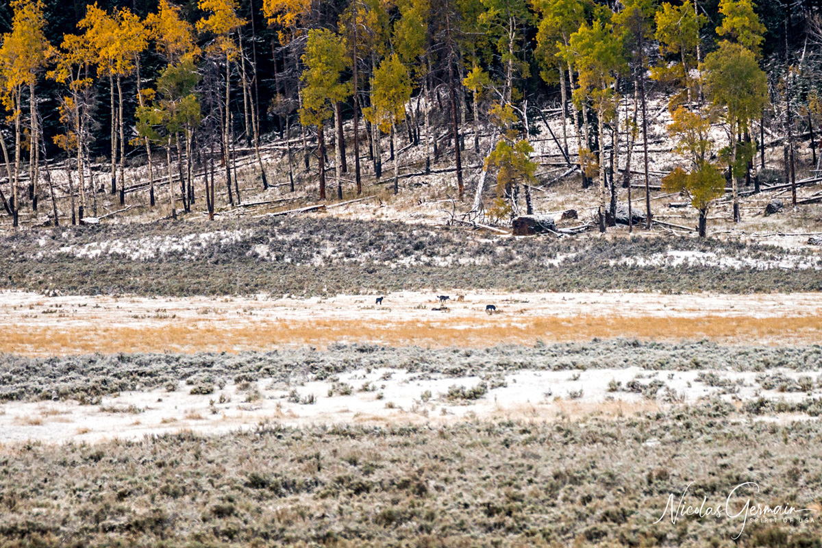 Meute de loups dans Lamar Valley - Yellowstone National Park
