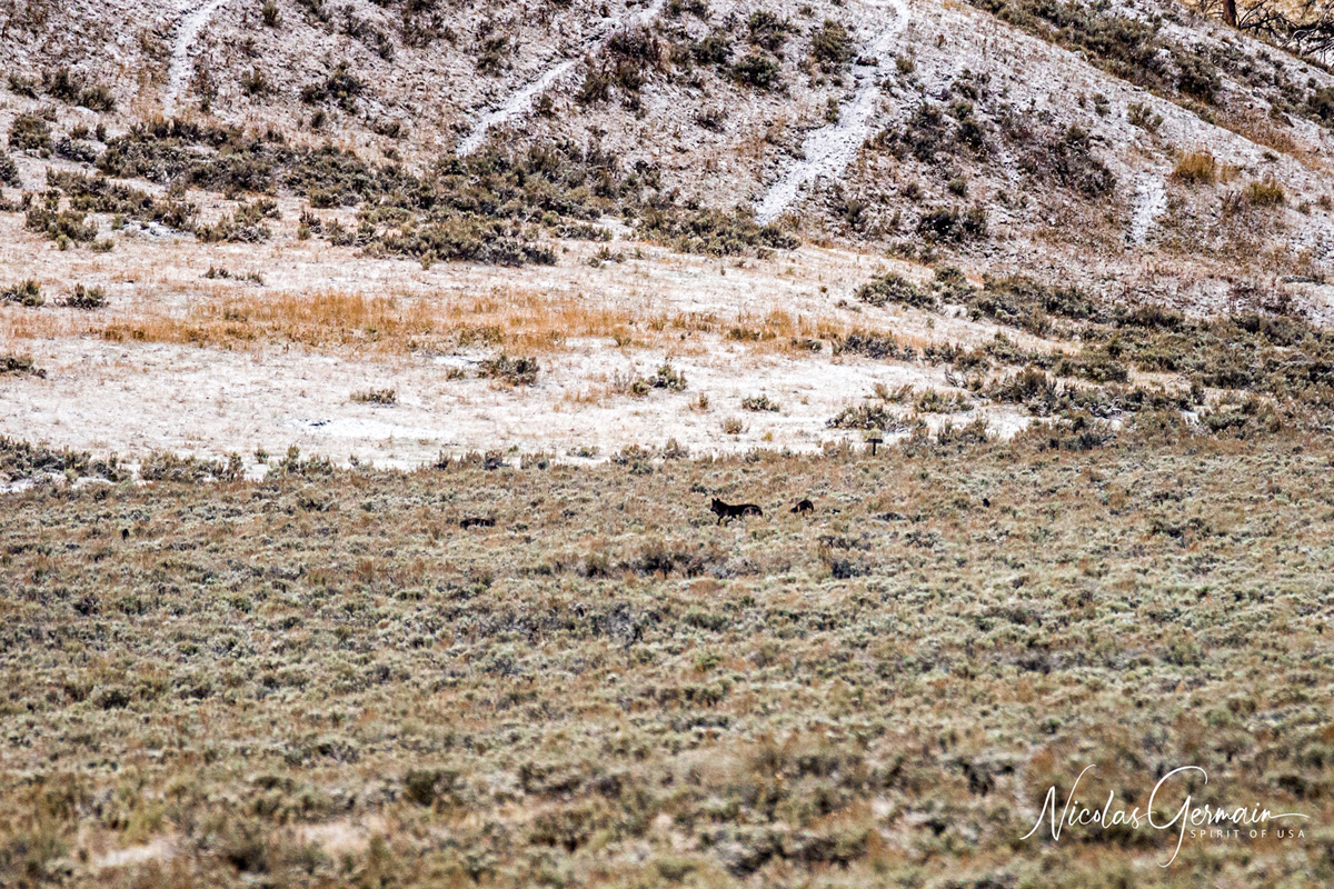 Loups dans Lamar Valley - Yellowstone National Park