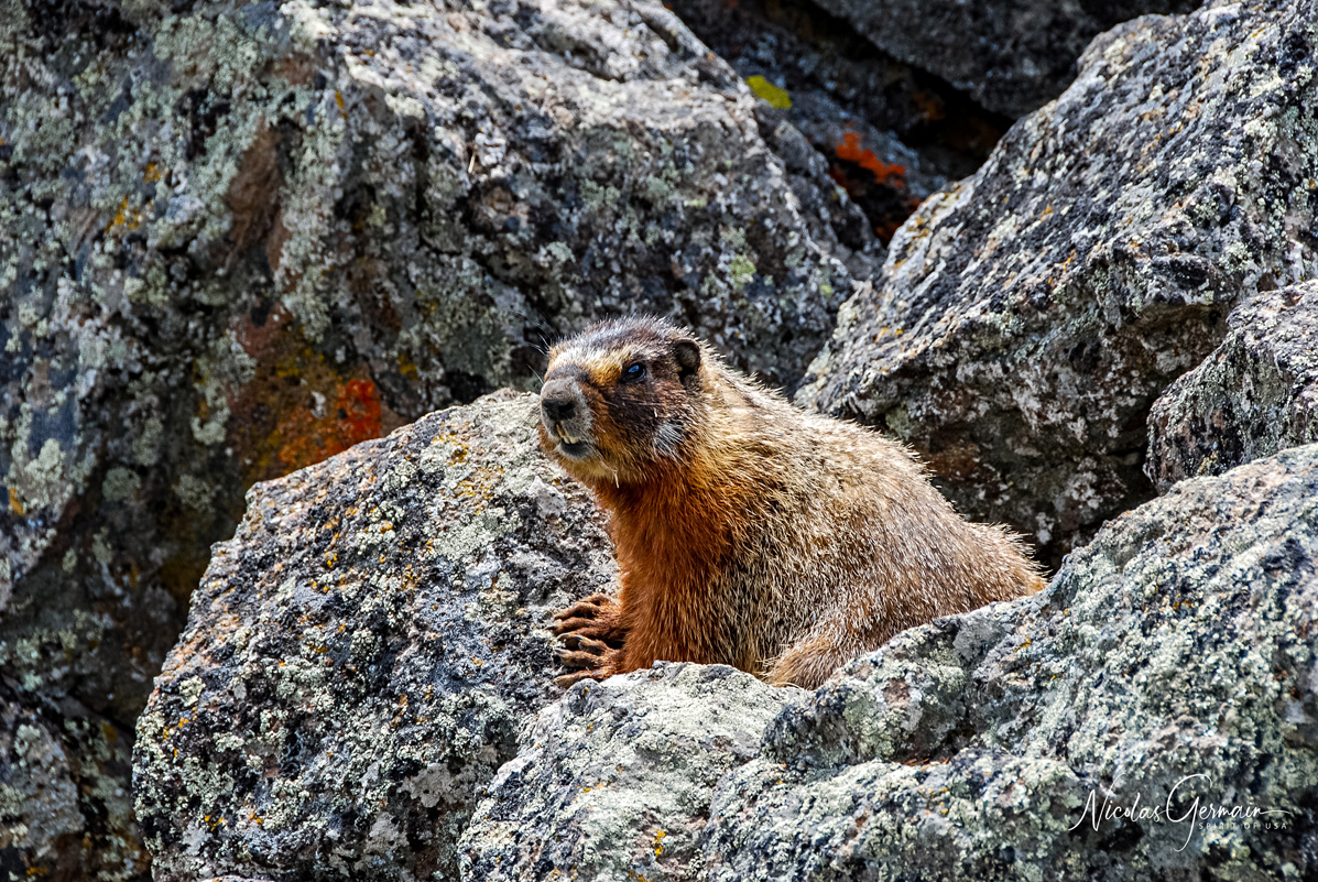 Marmotte - Yellowstone National Park