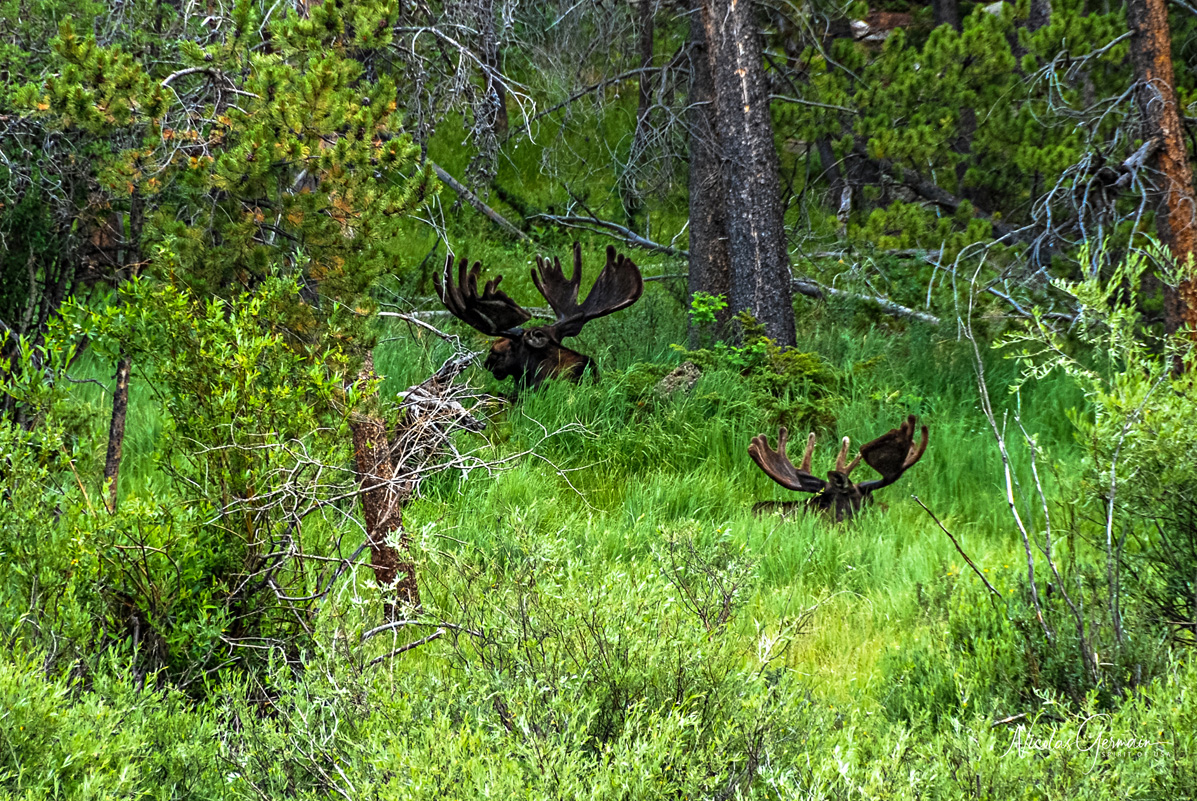 Deux orignaux (élans) avec leurs bois de très grande envergure