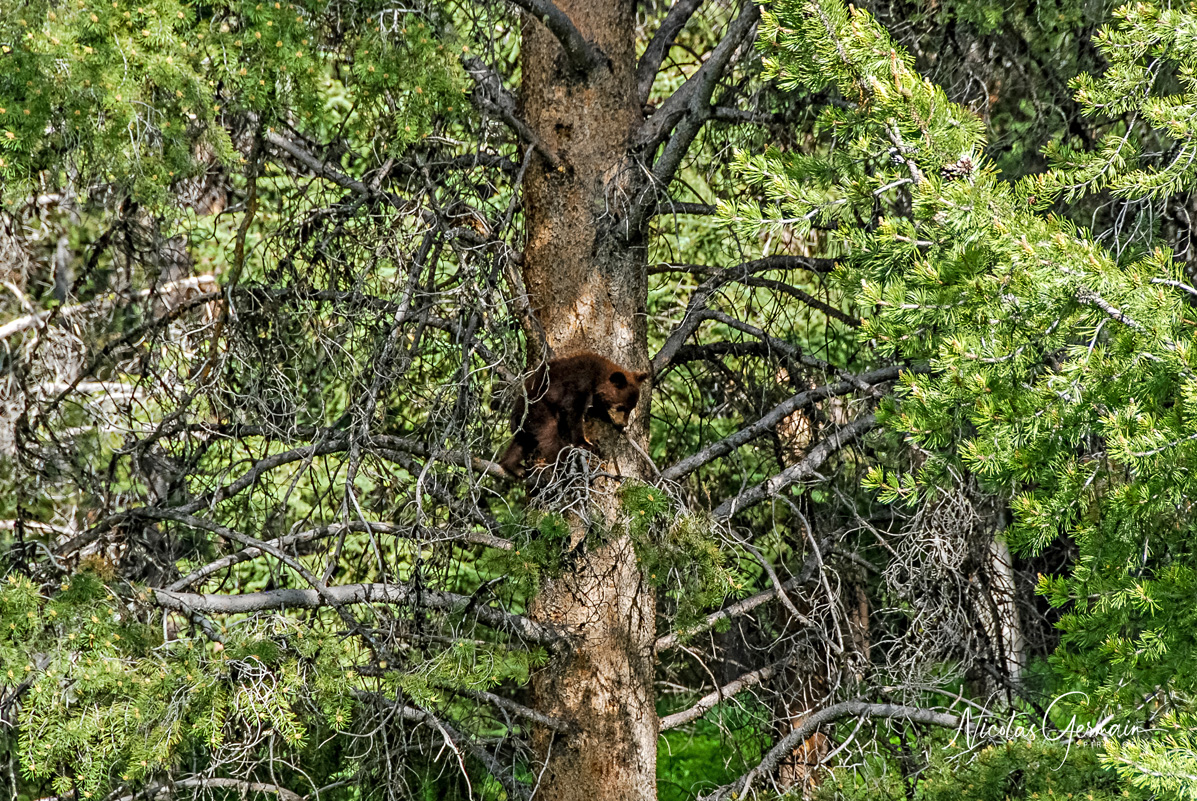 Ourson montant à un arbre - Yellowstone National Park