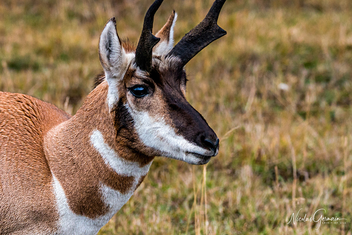 Un pronghorn ou antilope d'Amérique - Yellowstone National Park