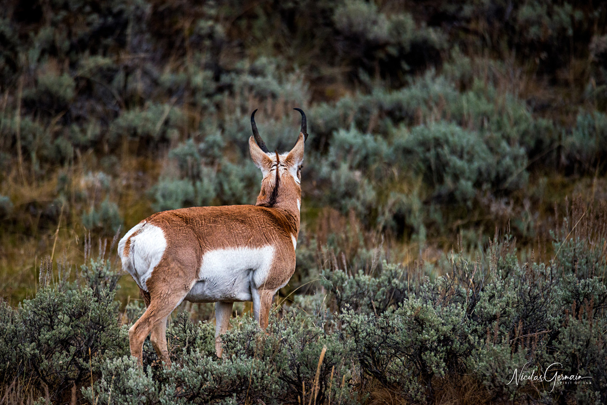 Pronghorn de dos - Yellowstone National Park
