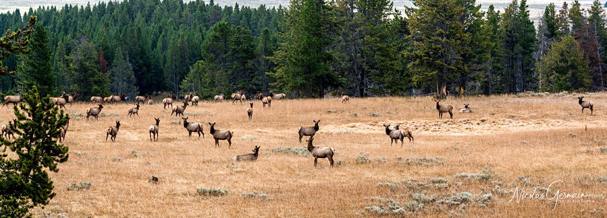 Une harde wapitis près de Clear Lake - Yellowstone National Park
