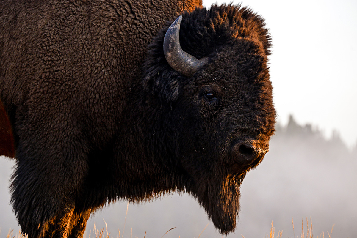 Un bison massif au lever du soleil - Yellowstone National Park