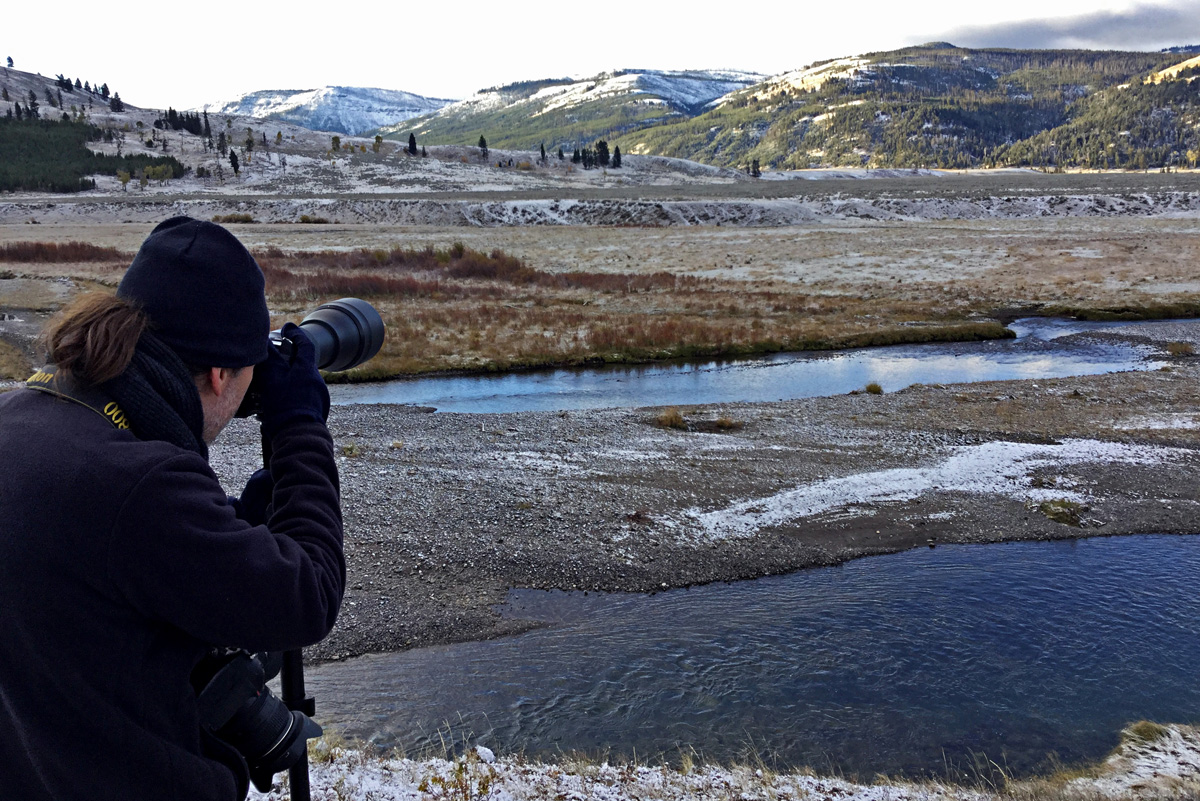 Photographier au 600 mm les loups de Lamar Valley à Yellowstone